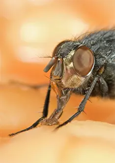 Blowflies: Bluebottle - feeding on baked beans