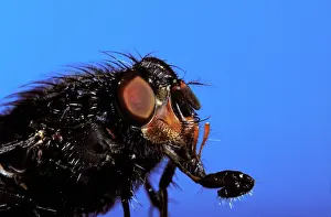 Blowflies: Bluebottle fly - head with its proboscis extended