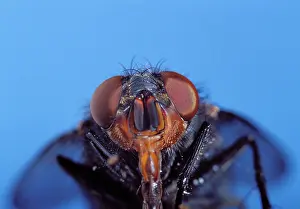 Blowflies: Bluebottle fly - head with proboscis extended