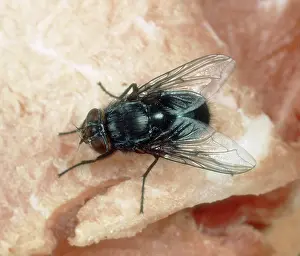 Household: Bluebottle Fly on meat