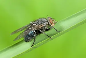 Blowflies: Bluebottle - resting on grass leaf