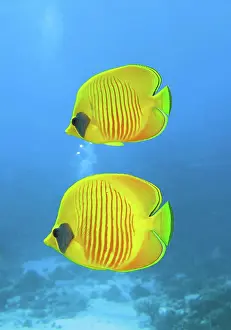 Unicorn: Bluecheek butterflyfish (Chaetodon semilarvatus)