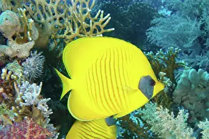 Butterflyfish: Bluecheek butterflyfish (Chaetodon semilarvatus)