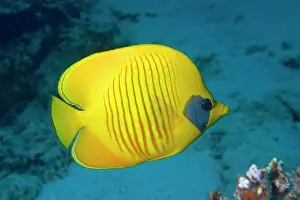 Butterflyfish: Bluecheek butterflyfish (Chaetodon semilarvatus)