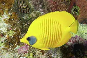 Center: Bluecheek butterflyfish (Chaetodon semilarvatus)