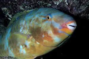 Parrotfishes: Bluechin Parrotfish - female Galapagos Islands UNESCO Natura