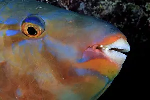 Parrotfishes: Bluechin Parrotfish - female Galapagos Islands UNESCO Natura