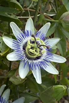 Caerulea: Bluecrown passionflower (Passiflora caerulea)