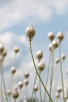 Catananche: Bluecupidone