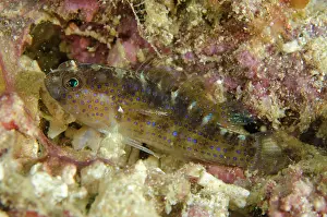 Copepod: Bluedot Goby with Copepod parasite and shrimp on