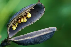 Surreal: Bluefalseindigo