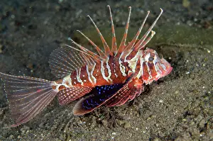 Firefish: Bluefin Lionfish