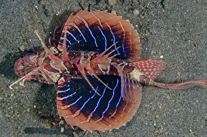 Firefish: Bluefin Lionfish