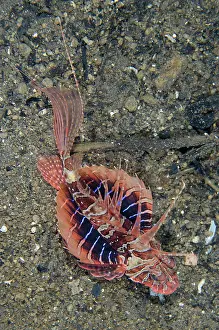 Firefish: Bluefin Lionfish