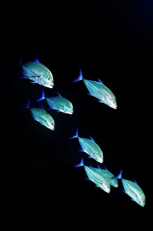 Caranx: Bluefin Trevally