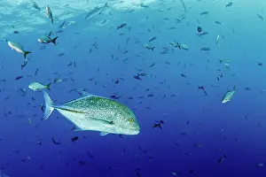 Caranx: Bluefin trevally, caranx melampygus, El Boiler dive