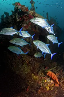 Caranx: Bluefin Trevally and Largespined Glassfish / Estuarine