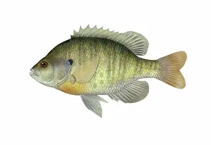Lepomis: Bluegill