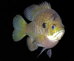 Lepomis: Bluegill - Freshwaters