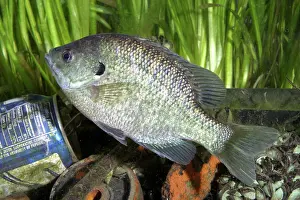Mussel: Bluegill in Polluted Water