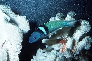John Mason: BLUEHEAD WRASSE