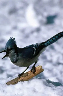 Cristata: Bluejay Calling