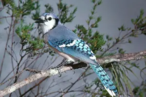 Cristata: Bluejay Calling