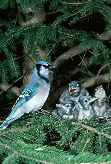 Cristata: Bluejay at Nest with Young