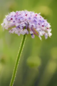 Coerulea: Bluelaceflower