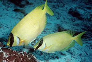 Valerie & Ron Taylor: BLUELINED RABBITFISH - feeding
