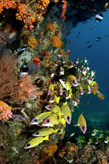 Lutjanus: Bluelined Snapper