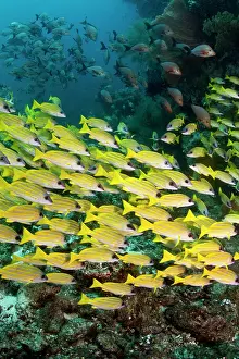 Lutjanus: Bluelined Snapper
