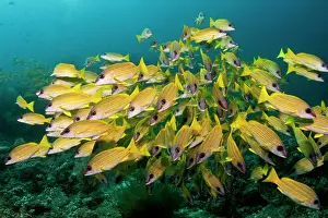 Lutjanus: Bluelined Snapper