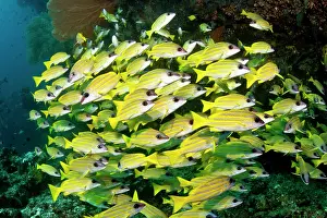 Lutjanus: Bluelined Snapper