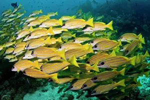 Lutjanus: Bluelined Snapper