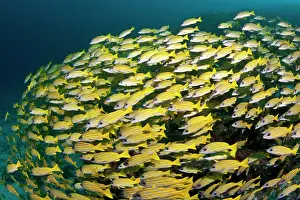 Lutjanus: Bluelined Snapper - school