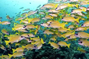 Lutjanus: Bluelined Snapper - school