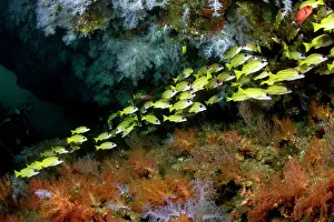 Snapper: Bluelined Snapper by Tree Soft Corals (Dendronephthya sp.)