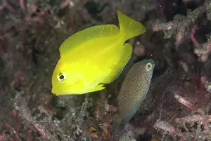 Surgeonfish: Bluelipped Bristetooth juvenile