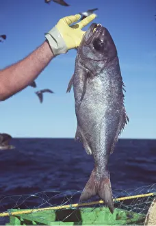 Fisherman: Bluenose fish - caught by fisherman