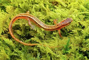 Eurycea: Blueridge Two-lined Salamander