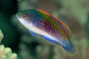 Fairy: Bluescaled Fairy-Wrasse