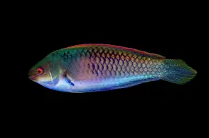 Fairy: Bluesided Wrasse