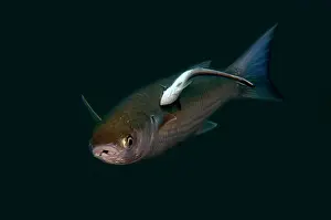 Jemeluk: Bluespot Mullet- with Slender Suckerfish - Jemeluk