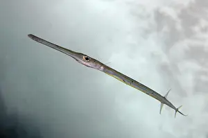 Smooth: Bluespotted Cornetfish