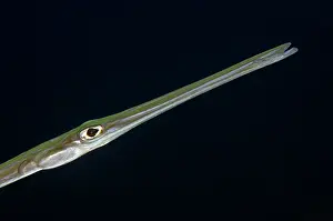 Ampat: Bluespotted Cornetfish