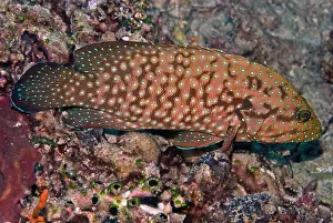 Cephalopholis: Bluespotted Grouper