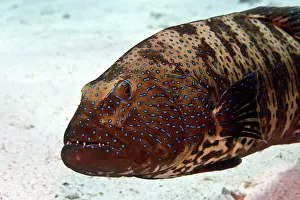 Cephalopholis: Bluespotted Grouper
