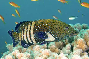 Cephalopholis: Bluespotted grouper (Cephalopholis argus), House