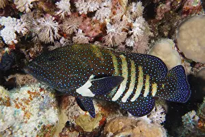 Cephalopholis: Bluespotted grouper (Cephalopholis argus), House